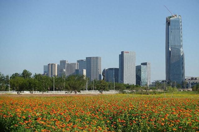 北京通州北运河阳光花海一角。环球网记者 陈全 摄