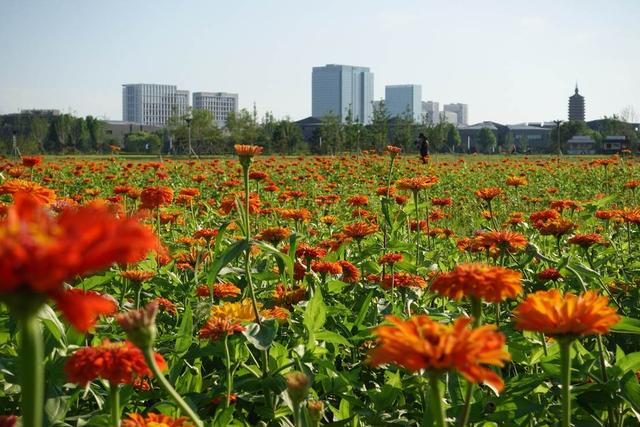 从通州北运河阳光花海可清晰望见运河商务区及燃灯塔。环球网记者 陈全 摄