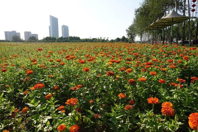 通州北运河阳光花海一角。环球网记者 陈全 摄