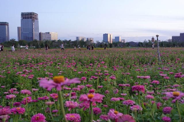 市民游客来到通州北运河阳光花海打卡。环球网记者 陈全 摄